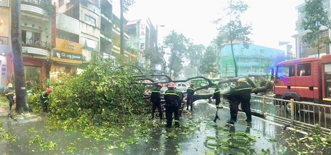 TP.HCM: Nạn nhân bị cây bật gốc đè lên người đã tử vong ảnh 1