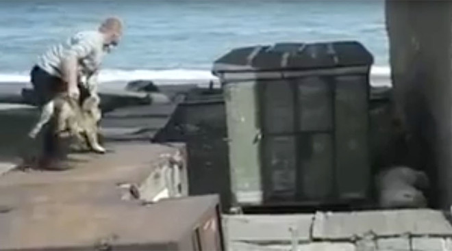 Phẫn nộ cảnh người đàn ông ném chó về phía gấu ​Bắc ​Cực ảnh 1