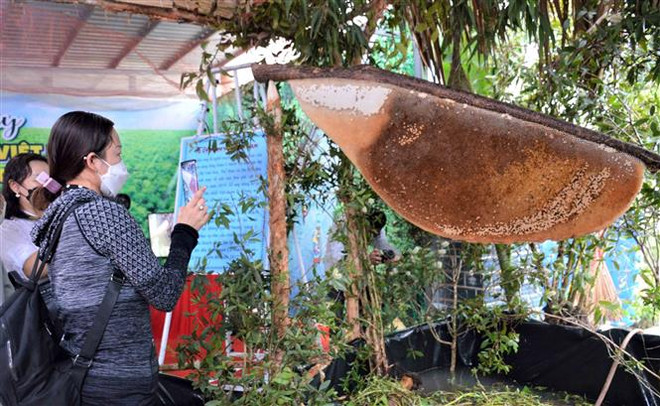 Xác lập 2 kỷ lục Việt Nam trong sự kiện “Hương rừng U Minh” ảnh 2