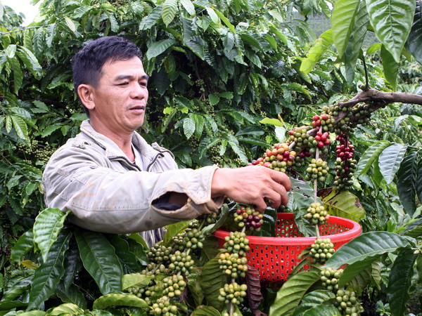 Giá càphê nhân xô tại Đồng Nai tăng cao ở mức kỷ lục ảnh 1