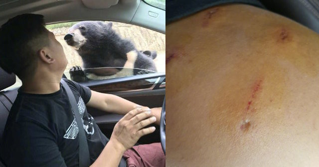 Cho gấu ăn, nam du khách suýt bị con gấu hung dữ cắn nát tay ảnh 1