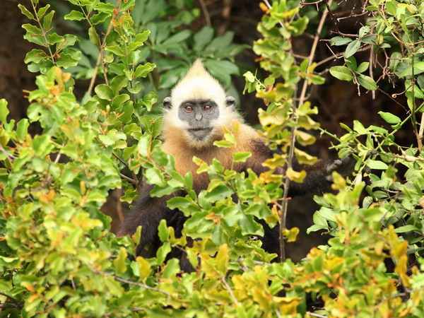 Vẫn còn nhiều luật khác nhau cùng quy định về đa dạng sinh học ảnh 1