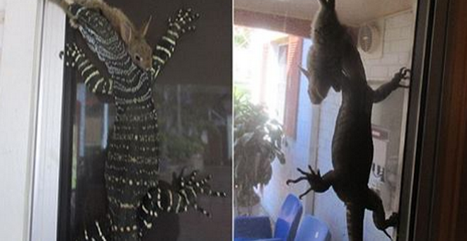 Sững sờ trước cảnh con thằn lằn leo lên cửa để săn thỏ ảnh 1