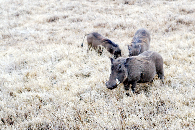 [Photo] "Lùng sục" muông thú ở khu bảo tồn động vật Ngorongoro ảnh 6