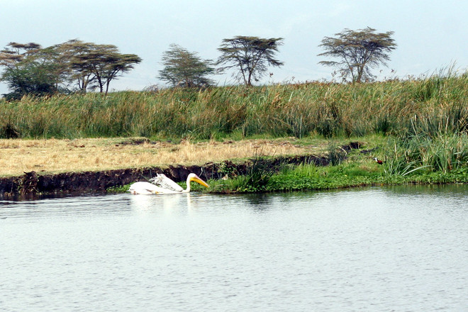 [Photo] "Lùng sục" muông thú ở khu bảo tồn động vật Ngorongoro ảnh 8