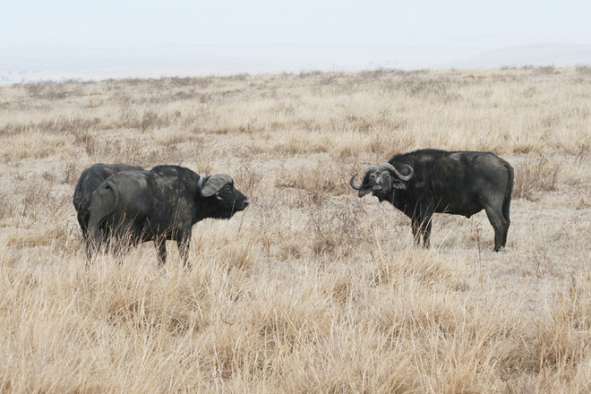 [Photo] "Lùng sục" muông thú ở khu bảo tồn động vật Ngorongoro ảnh 4