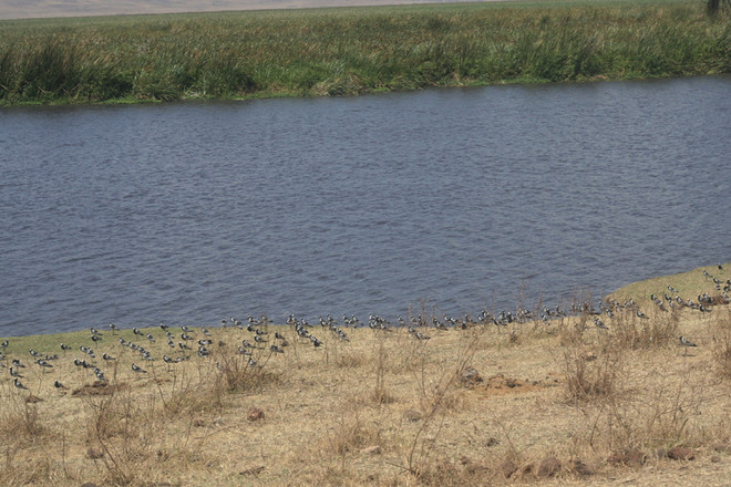 [Photo] "Lùng sục" muông thú ở khu bảo tồn động vật Ngorongoro ảnh 12