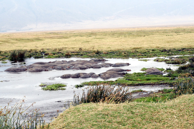 [Photo] "Lùng sục" muông thú ở khu bảo tồn động vật Ngorongoro ảnh 5