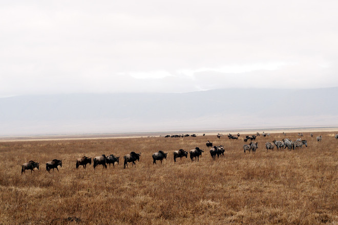 [Photo] "Lùng sục" muông thú ở khu bảo tồn động vật Ngorongoro ảnh 3