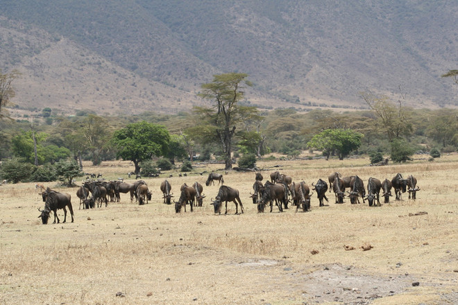 [Photo] "Lùng sục" muông thú ở khu bảo tồn động vật Ngorongoro ảnh 10
