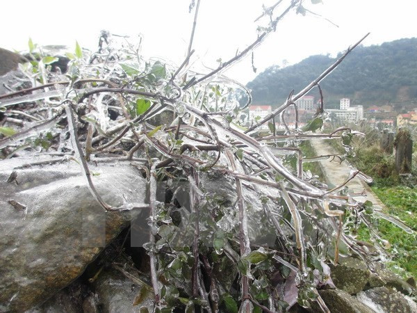 Từ đêm 8/1, miền Bắc chuyển rét đậm, vùng núi rét hại ảnh 1