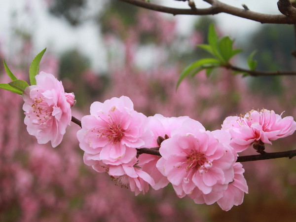 Kon Tum trồng được cả đào Bắc lẫn mai miền Nam để đón Tết ảnh 1