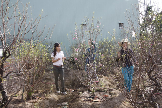 Kon Tum trồng được cả đào Bắc lẫn mai miền Nam để đón Tết ảnh 3