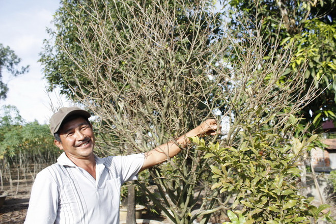 Kon Tum trồng được cả đào Bắc lẫn mai miền Nam để đón Tết ảnh 2