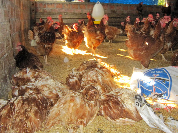 Năm 2018 sẽ có vắcxin cúm A/H5N1 biến chủng mới cho gia cầm ảnh 1