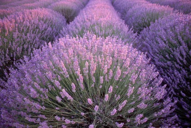 Phiêu cùng với những điểm đến thế giới tràn ngập sắc màu ảnh 6