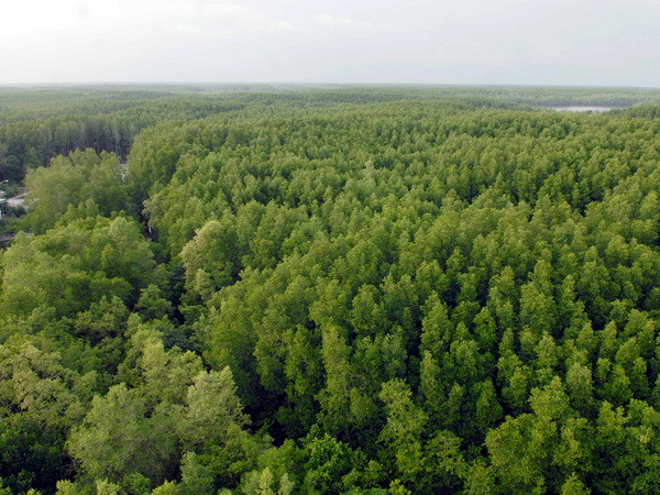 8,8 triệu euro bảo vệ rừng ngập mặn Đồng bằng Sông Cửu Long ảnh 1