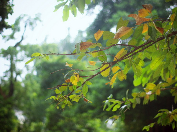 Không khí lạnh tăng cường, Bắc Bộ và Trung Bộ mưa trở lại ảnh 1