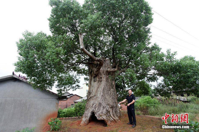 ​Sự ​sinh sôi kỳ diệu trong thân rỗng của cây long não 300 tuổi ảnh 2