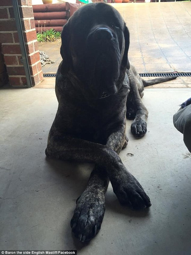 [Photo] Chú chó khiến người chủ "toát mồ hôi" vì tiền thức ăn ảnh 4