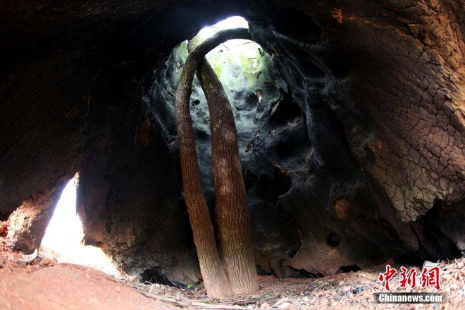 ​Sự ​sinh sôi kỳ diệu trong thân rỗng của cây long não 300 tuổi ảnh 1