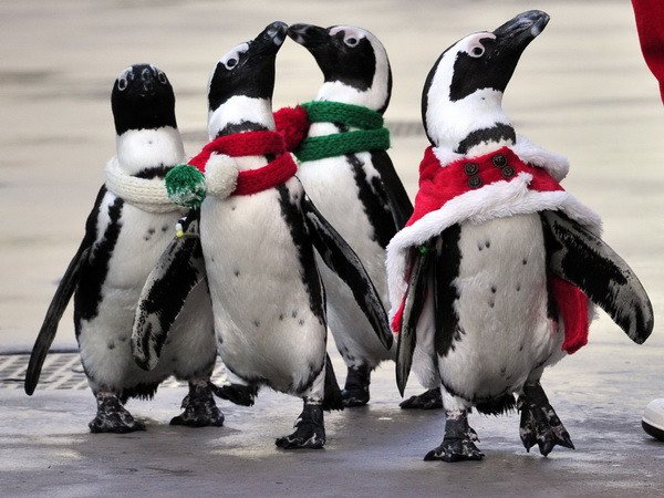 Chim cánh cụt Malaysia đến công viên nước của Việt Nam ảnh 1