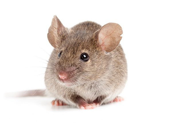 Phát triển thành công mô hình điều hòa rối loạn lo âu xã hội ảnh 1