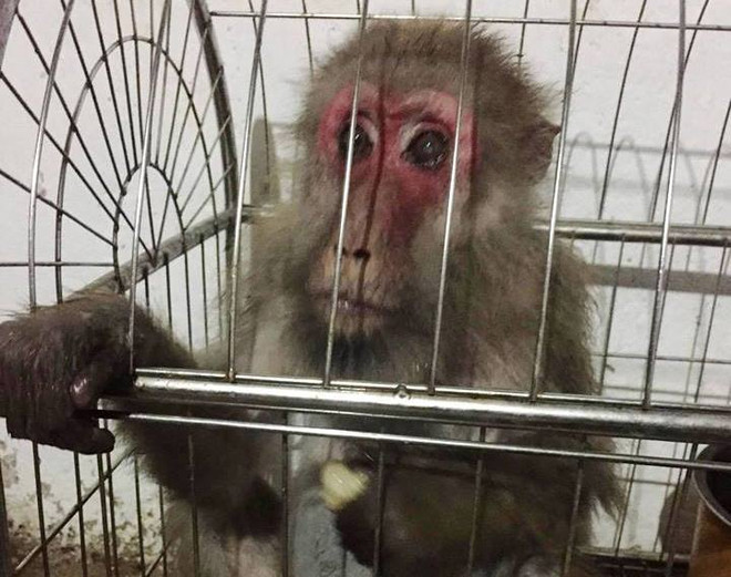 72 cá thể động vật hoang dã được giải cứu trong tháng Một ảnh 5