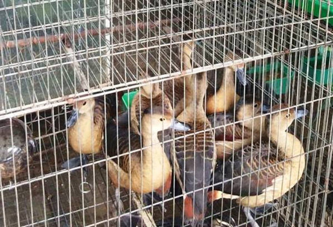 72 cá thể động vật hoang dã được giải cứu trong tháng Một ảnh 4