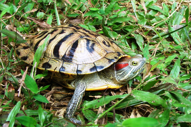 Phóng sinh vào dịp Tết làm sao cho đúng để gặp nhiều may mắn ảnh 1