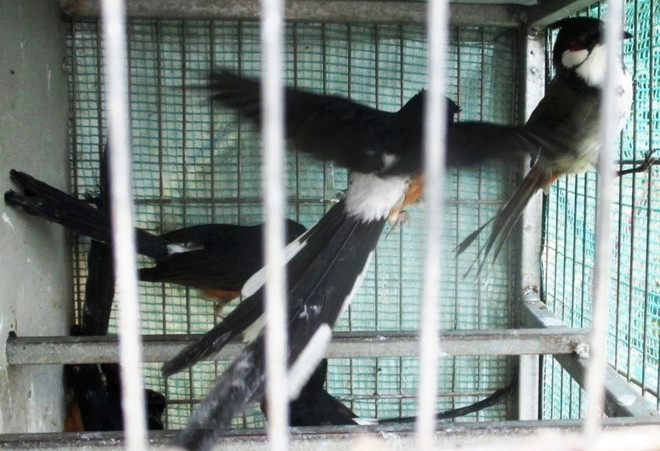 Phóng sinh vào dịp Tết làm sao cho đúng để gặp nhiều may mắn ảnh 2