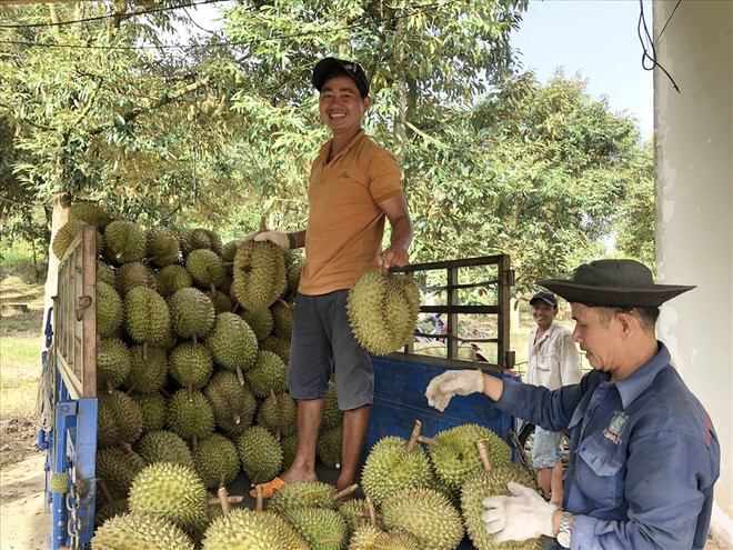 Nông dân xã Hà Lâm, Đạ Huoai phấn khởi bước vào vụ mùa thu hoạch sầu riêng. (Nguồn: laodong.vn) Sầu riêng Lâm Đồng chuẩn bị có mặt tại "thị trường tỷ dân" Trung Quốc ảnh 1