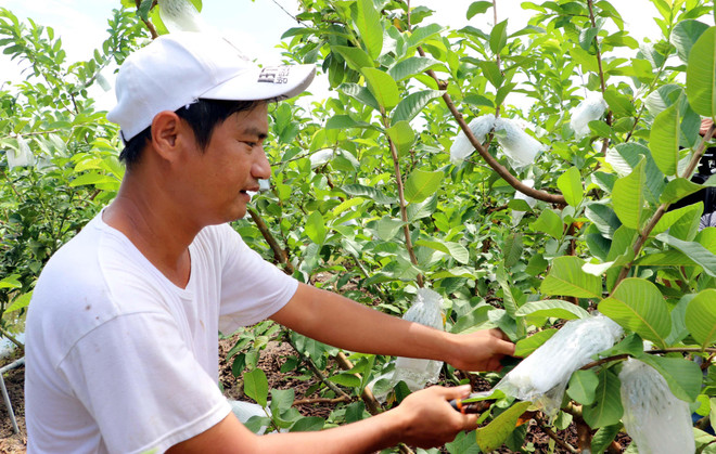 Thu nhập tiền tỷ mỗi năm nhờ trồng ổi Đài Loan trên đất phèn ảnh 1