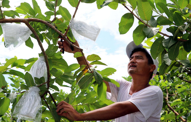 Thu nhập tiền tỷ mỗi năm nhờ trồng ổi Đài Loan trên đất phèn ảnh 2