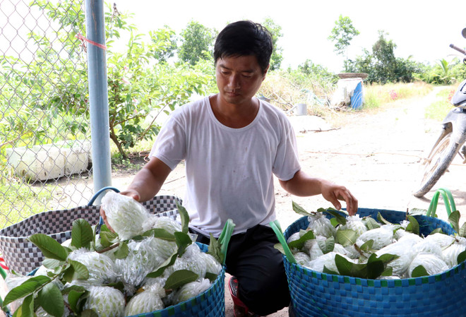 Thu nhập tiền tỷ mỗi năm nhờ trồng ổi Đài Loan trên đất phèn ảnh 3