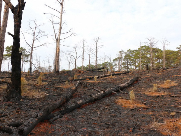 Lâm Đồng: Hàng trăm cây thông chết đứng vì bị đổ thuốc diệt cỏ ảnh 1