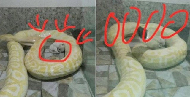 Vườn thú bị chỉ trích gay gắt vì để trăn ăn thịt chú chó con ảnh 1