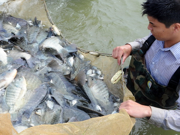 Cựu chiến binh chung sức biến đất hoang hóa thành "mỏ vàng" ảnh 1