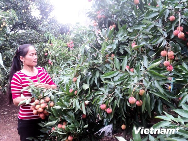 Nông dân Việt hội nhập: Nước mắt, mồ hôi vẫn nặng trĩu trên vai ảnh 2