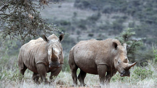 Hai cá thể tê giác trắng phương Bắc ở Kenya. (Nguồn: AFP) Loài tê giác trắng phương Bắc đối mặt với nguy cơ tuyệt chủng ảnh 1