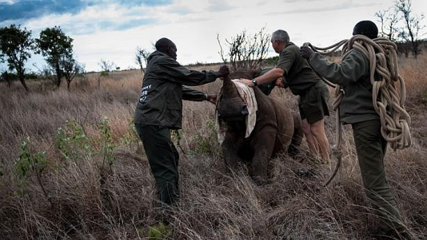Cận cảnh quá trình vận chuyển những chú tê giác quý hiểm ảnh 8