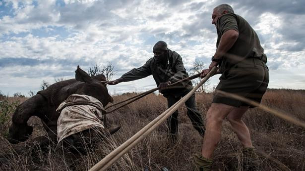 Cận cảnh quá trình vận chuyển những chú tê giác quý hiểm ảnh 7