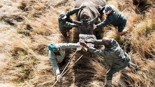 Cận cảnh quá trình vận chuyển những chú tê giác quý hiểm ảnh 3