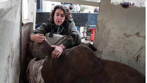 Cận cảnh quá trình vận chuyển những chú tê giác quý hiểm ảnh 6