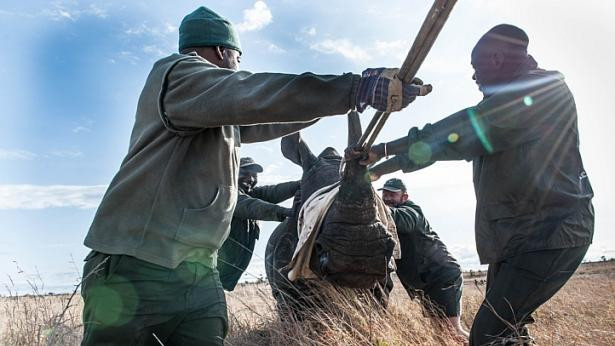 Cận cảnh quá trình vận chuyển những chú tê giác quý hiểm ảnh 2