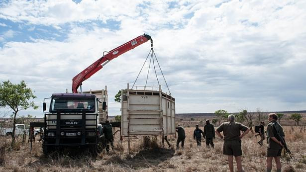 Cận cảnh quá trình vận chuyển những chú tê giác quý hiểm ảnh 4