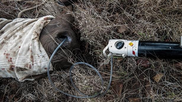 Cận cảnh quá trình vận chuyển những chú tê giác quý hiểm ảnh 9