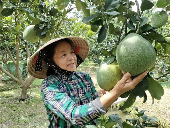 Hai tấn bưởi da xanh Bến Tre đầu tiên đã được xuất khẩu sang Mỹ ảnh 1