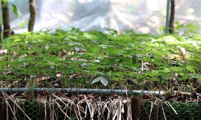 Khuyến cáo người trồng sâm Ngọc Linh ứng phó thời tiết cực đoan ảnh 1