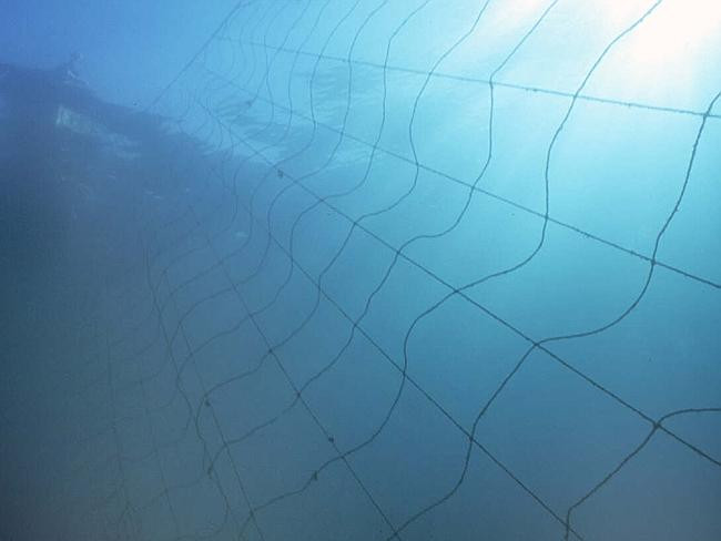 Lưới chống cá mập chỉ đem lại cảm giác “an toàn giả tạo” ảnh 5